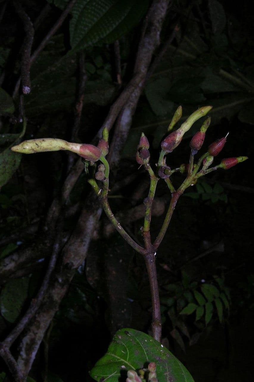 Odontadenia 6