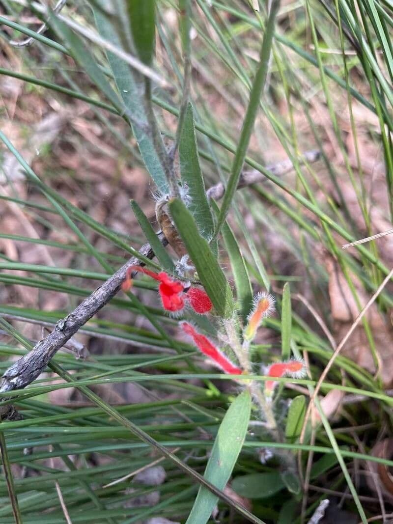 Adenanthos 3