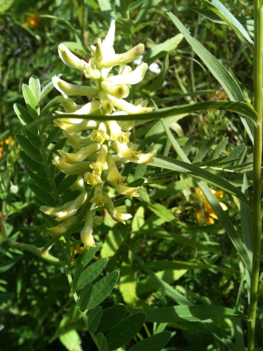 Astragalo canadese