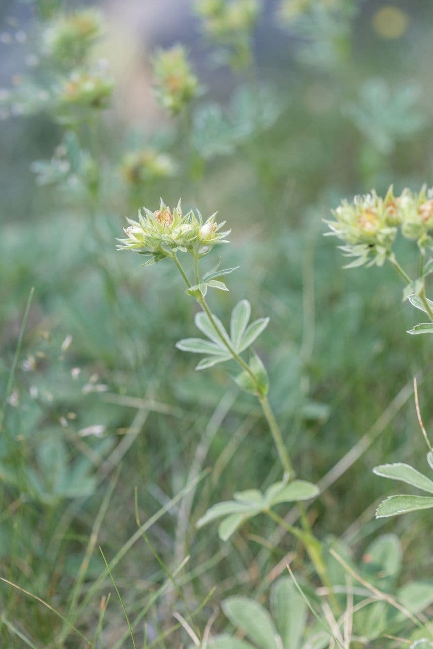 Potentilla valderiana 9
