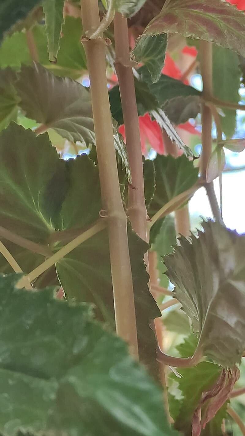 Begonia boliviana 22