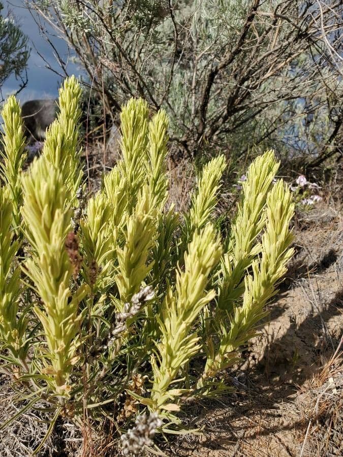 Castilleja cusickii 12
