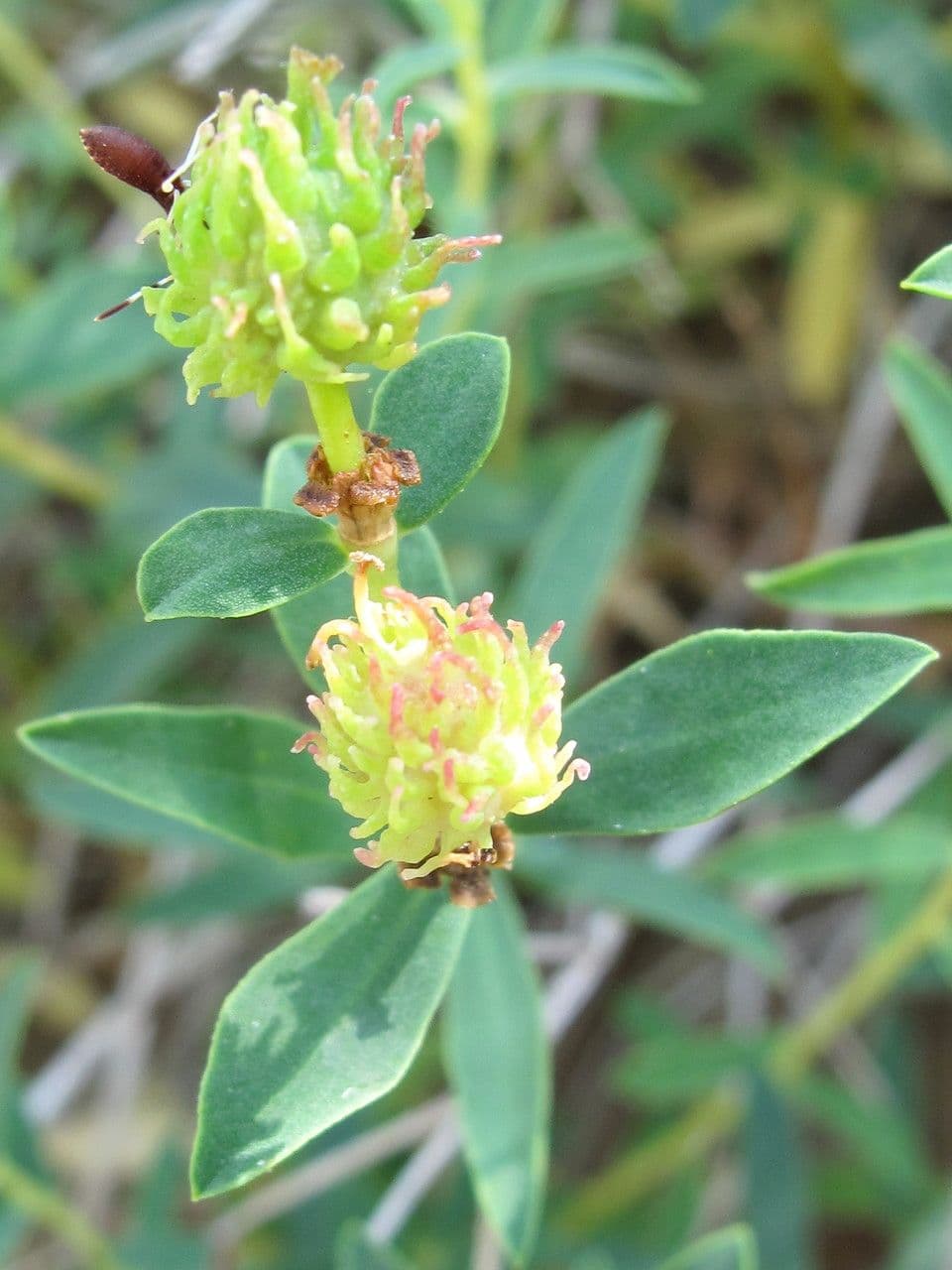 Euphorbia 2