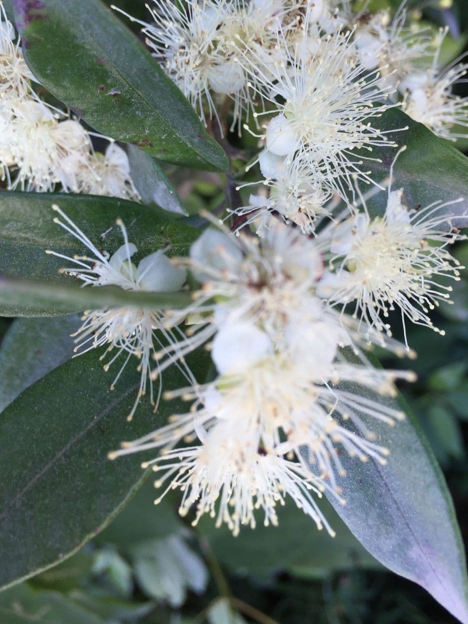 Amomyrtus meli