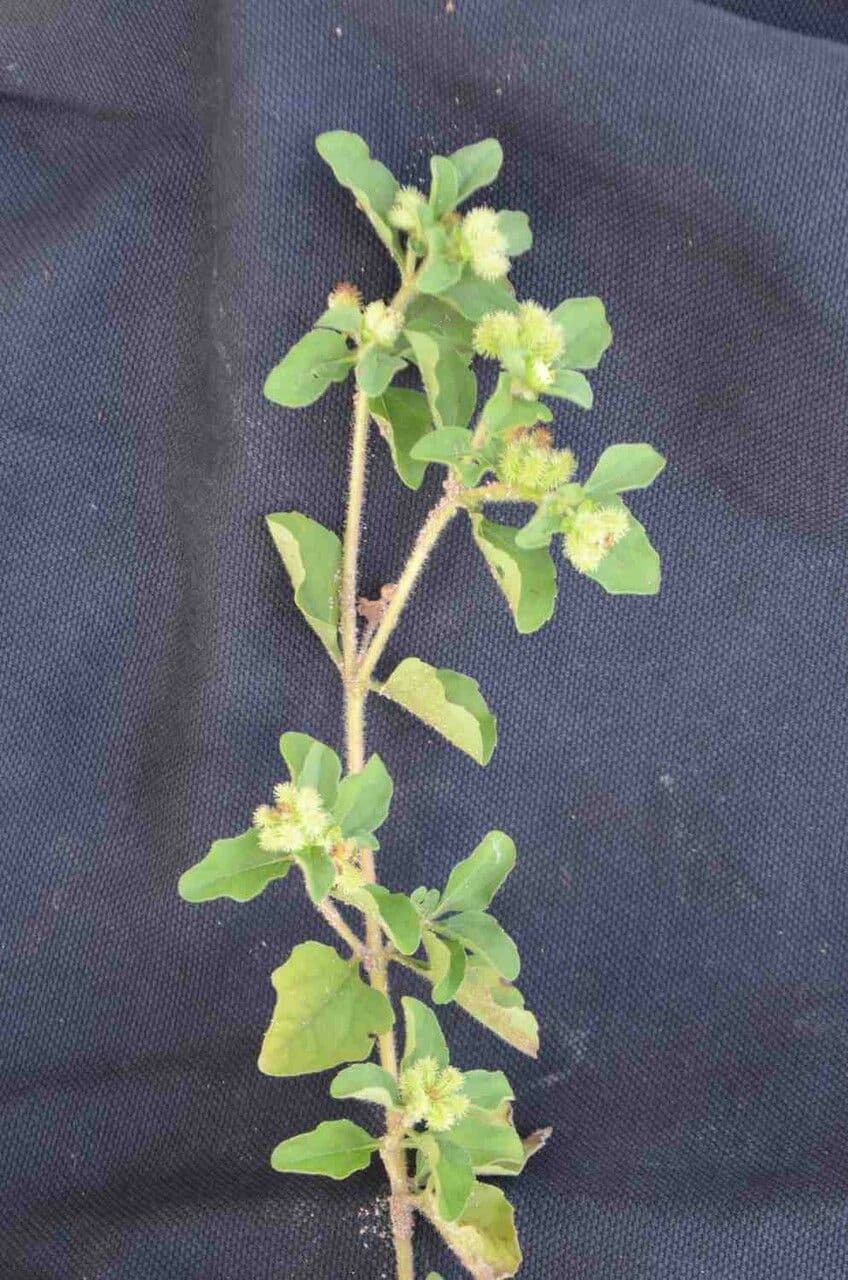 Acanthospermum australe 16