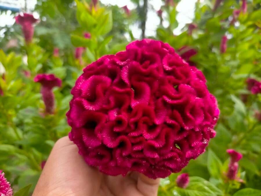 Celosia argentea 5
