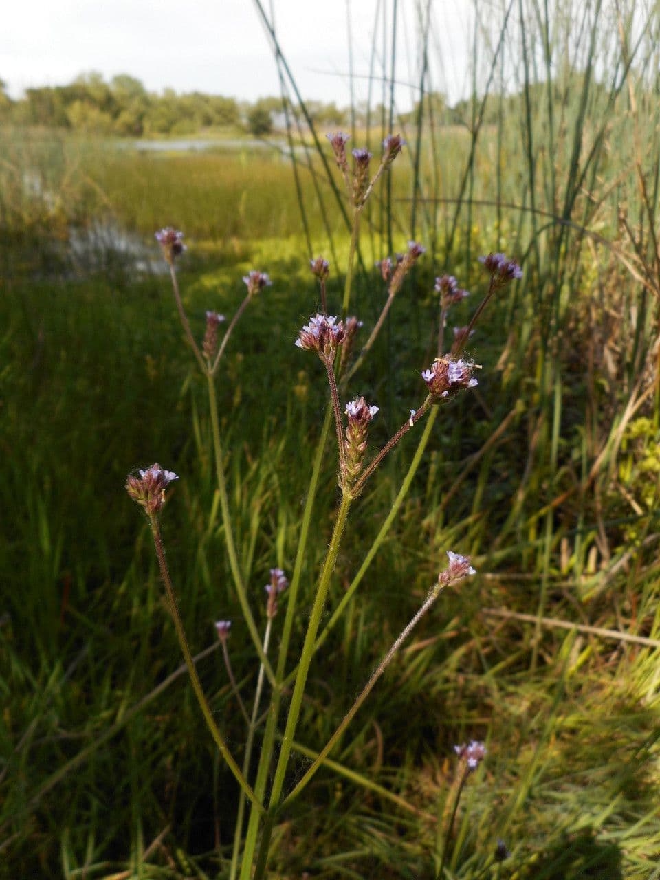 Verbena litorale 9