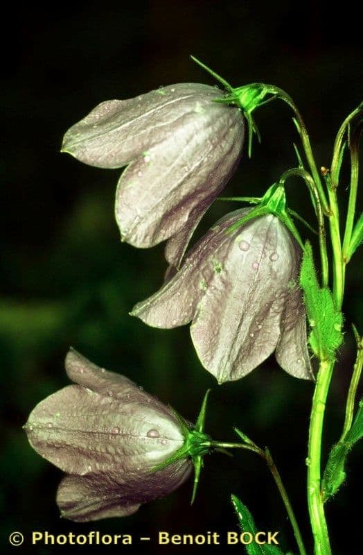 Campanula romboidale