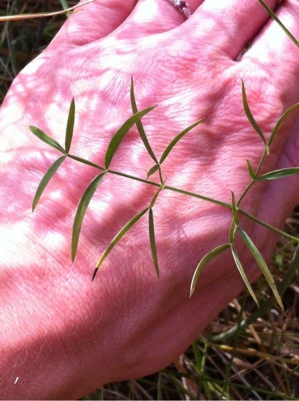 Peucedano gallico 16