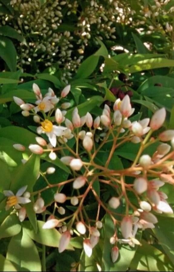 Nandina 8