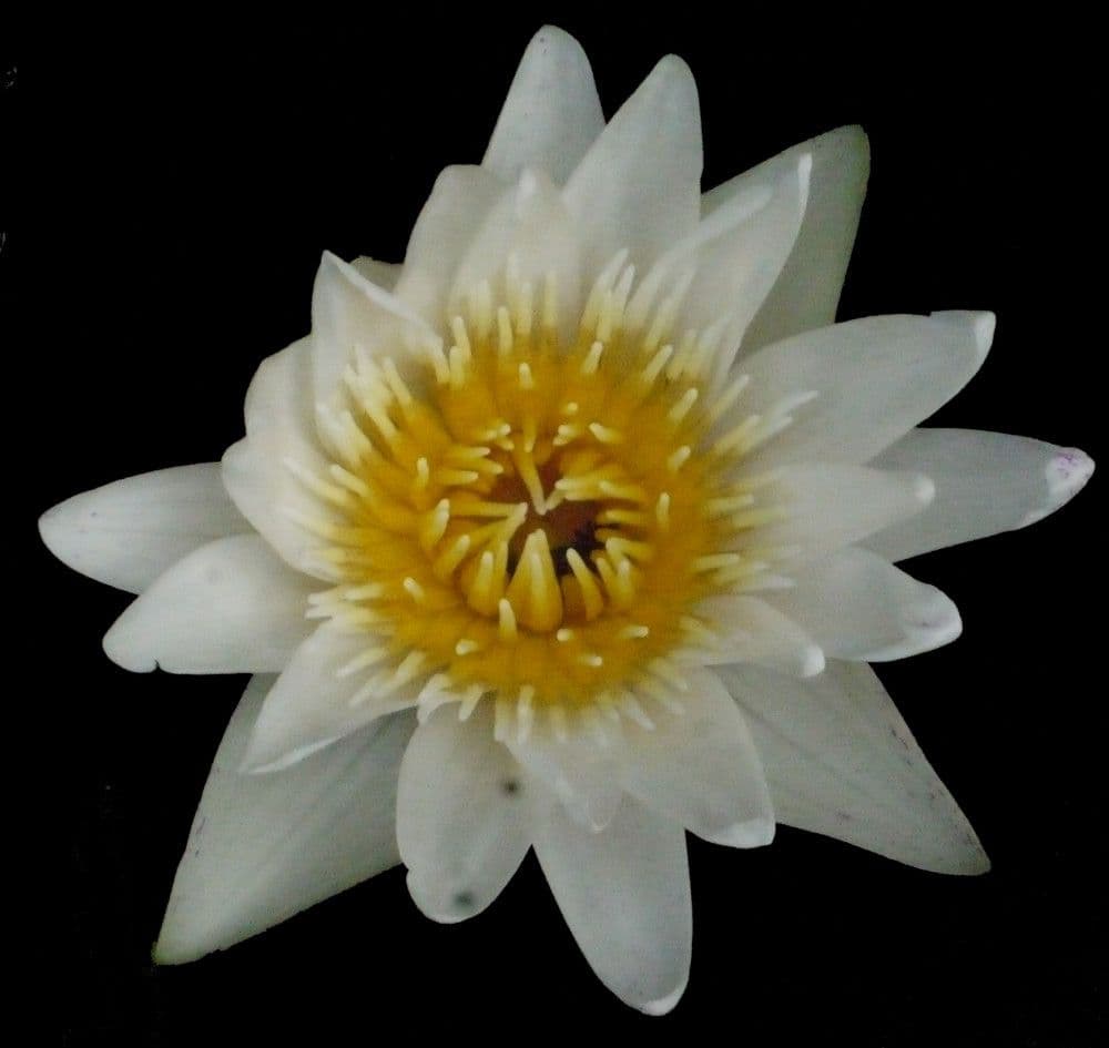 Ninfea pubescens 6