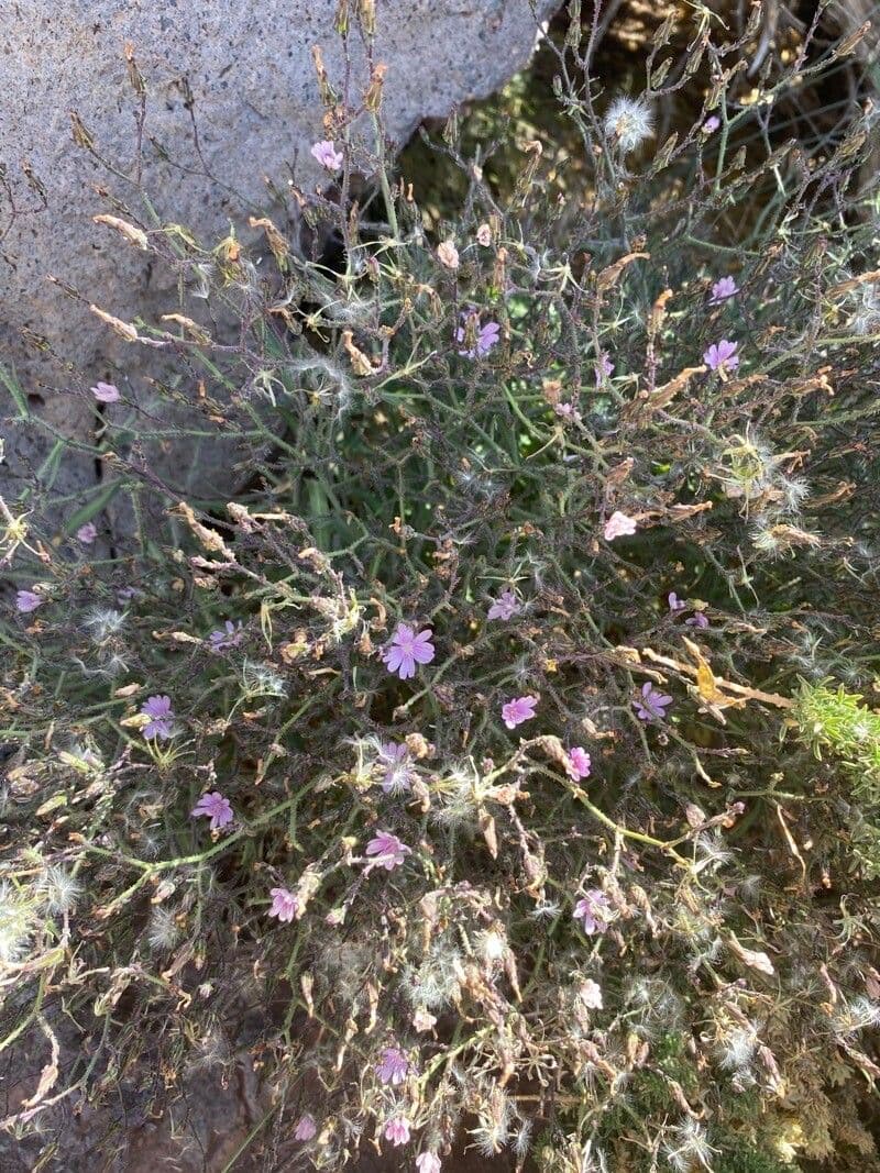 Lattuga palmata 7