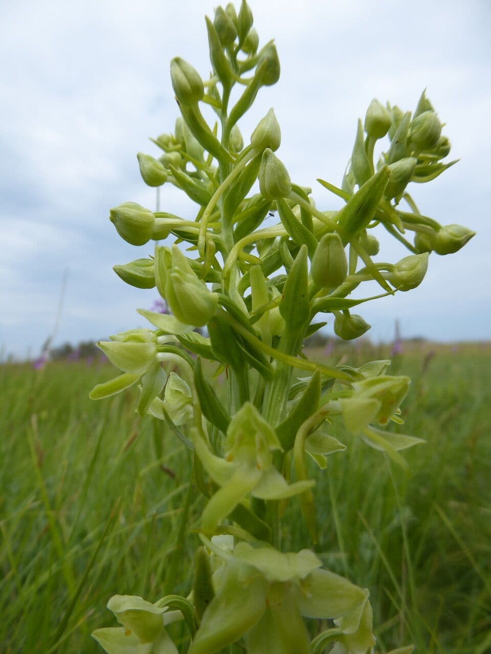Platanthera algerina 9