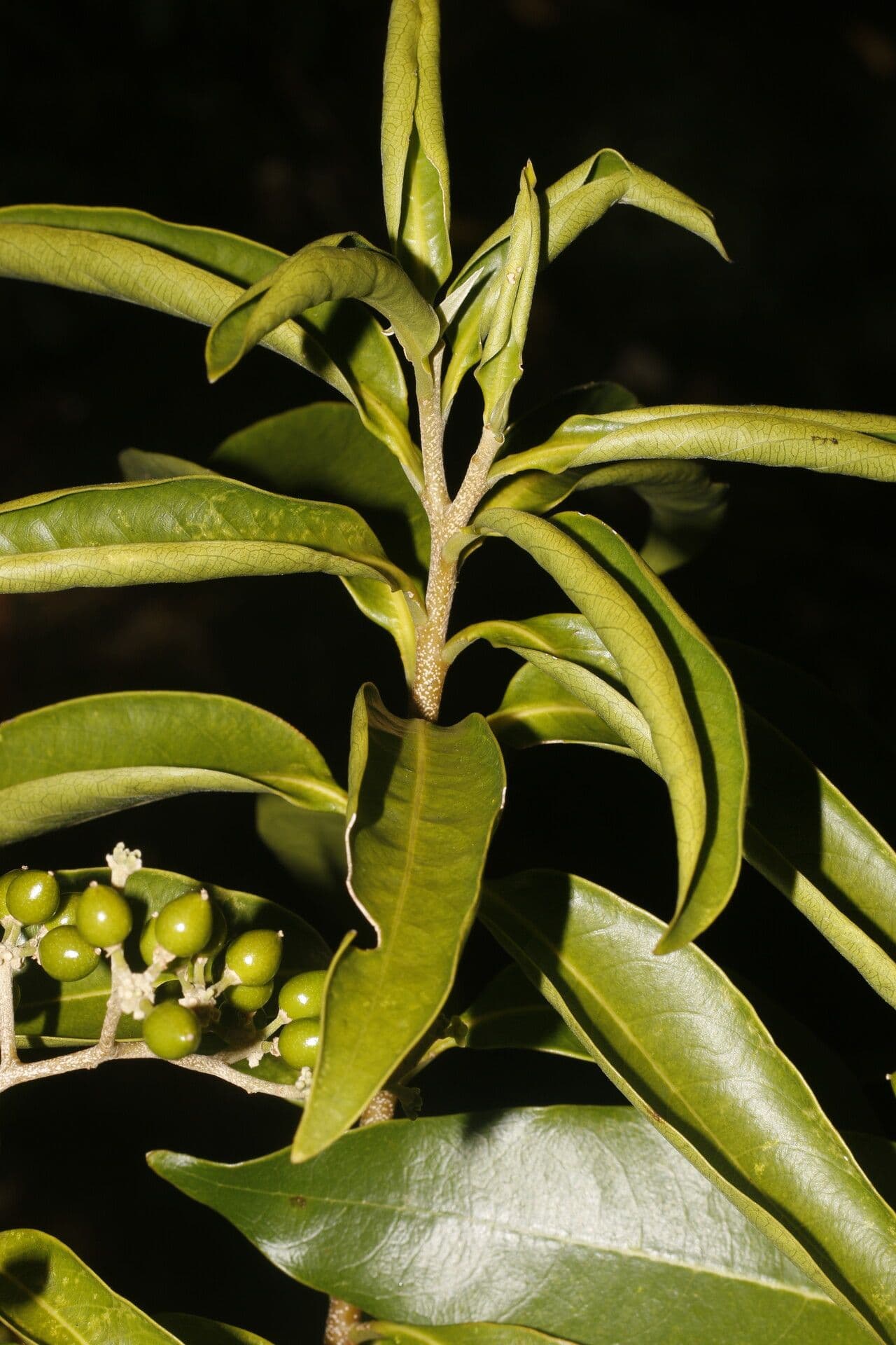 Daphnopsis americana 14