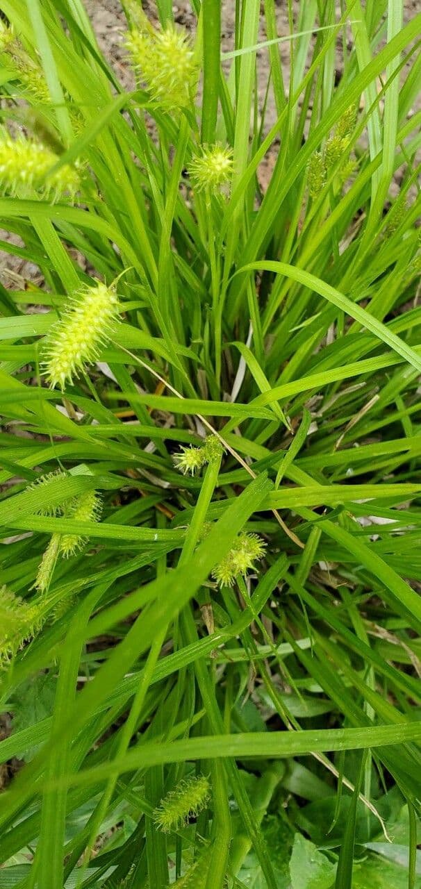 Igel-Segge 20