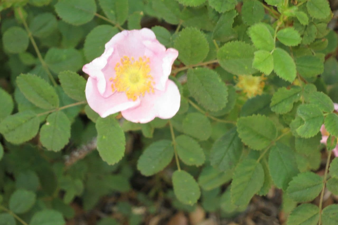 Rosa californiana 10