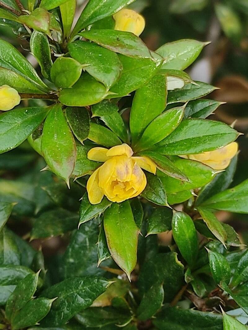 Berberys Gagnepaina 8