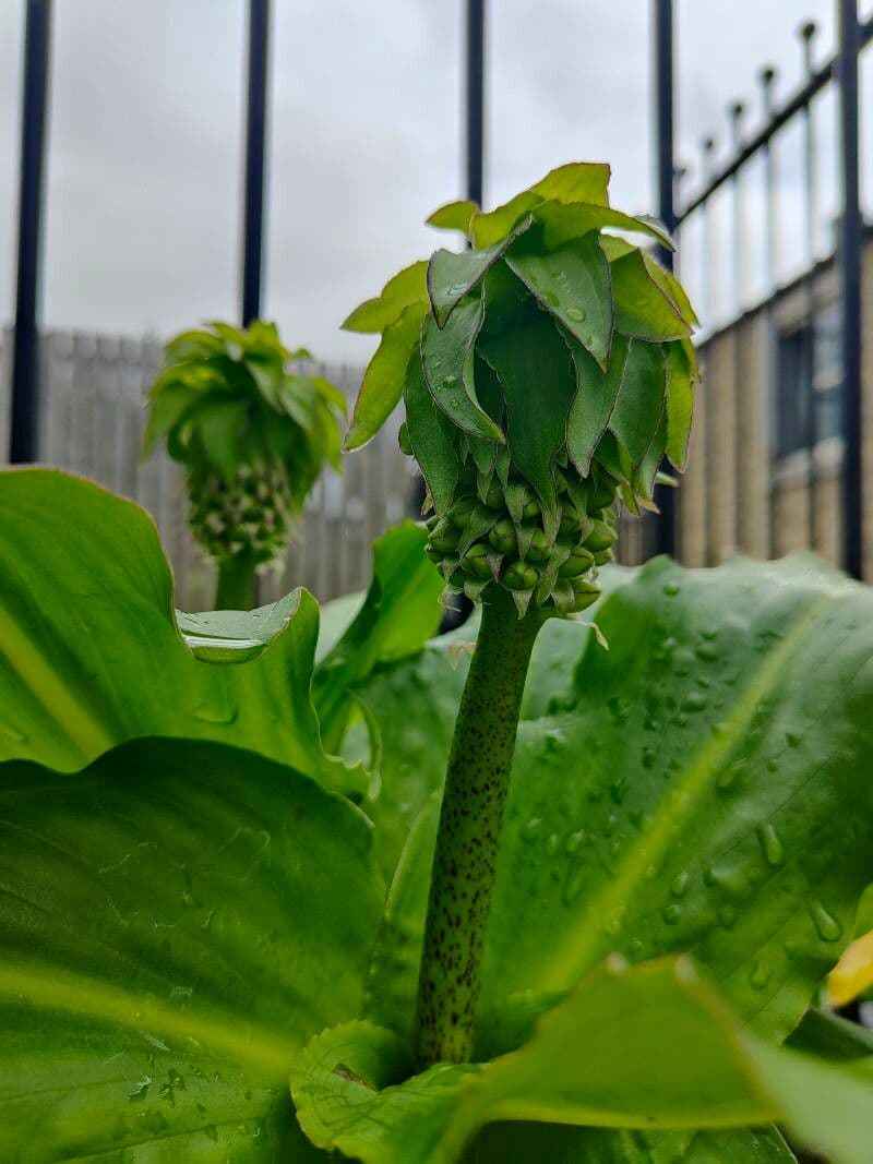 Eucomis 18