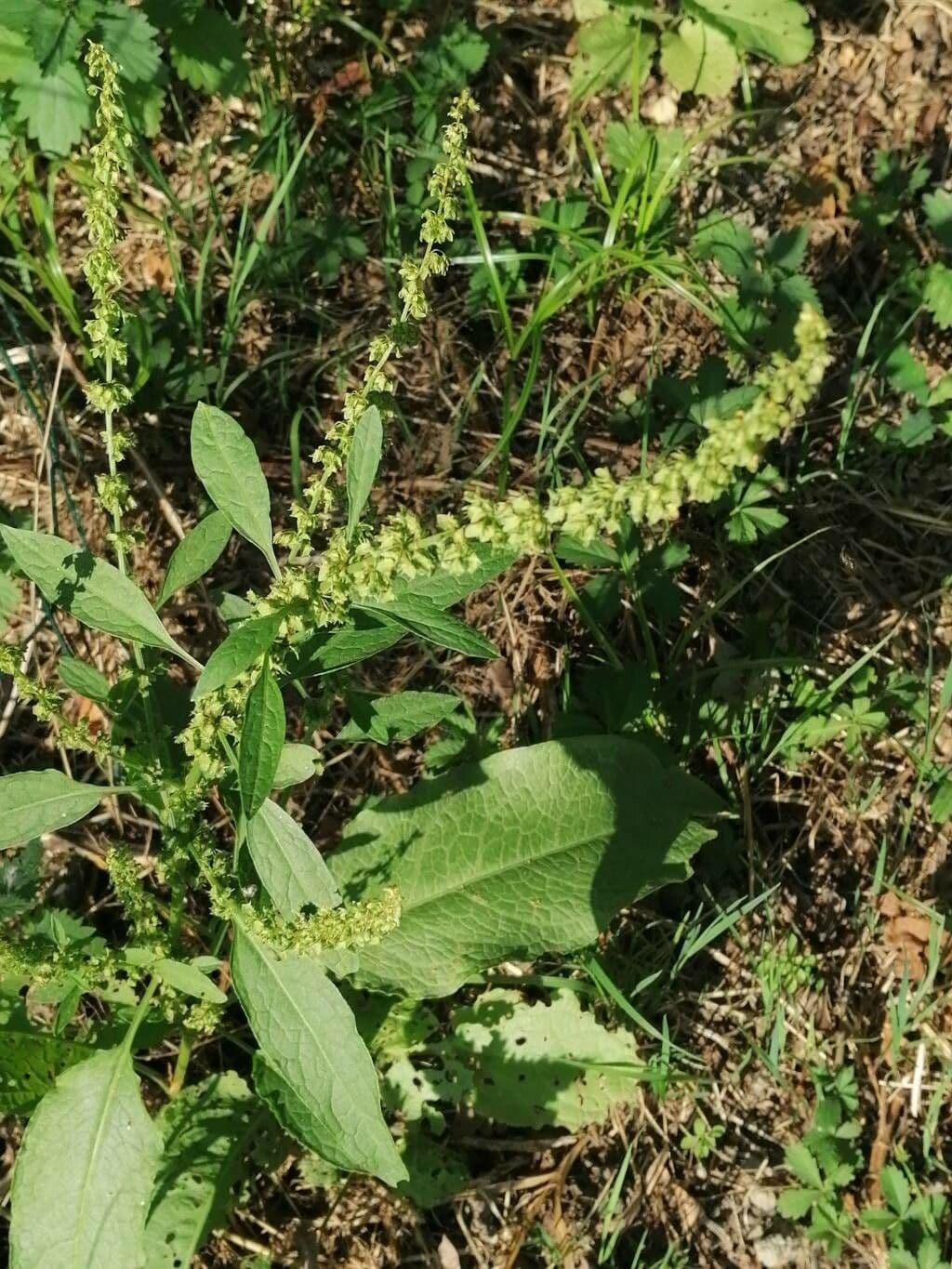 Rumex dentatus 5
