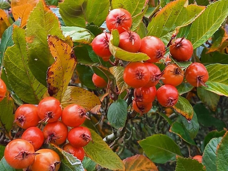Cotonéaster alpin 5