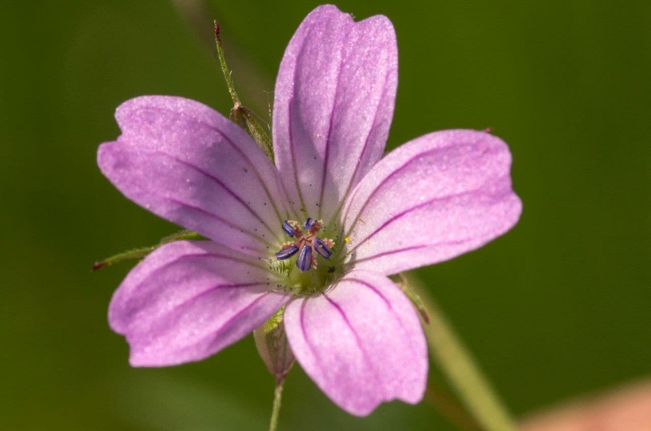 Géranium colombin 7
