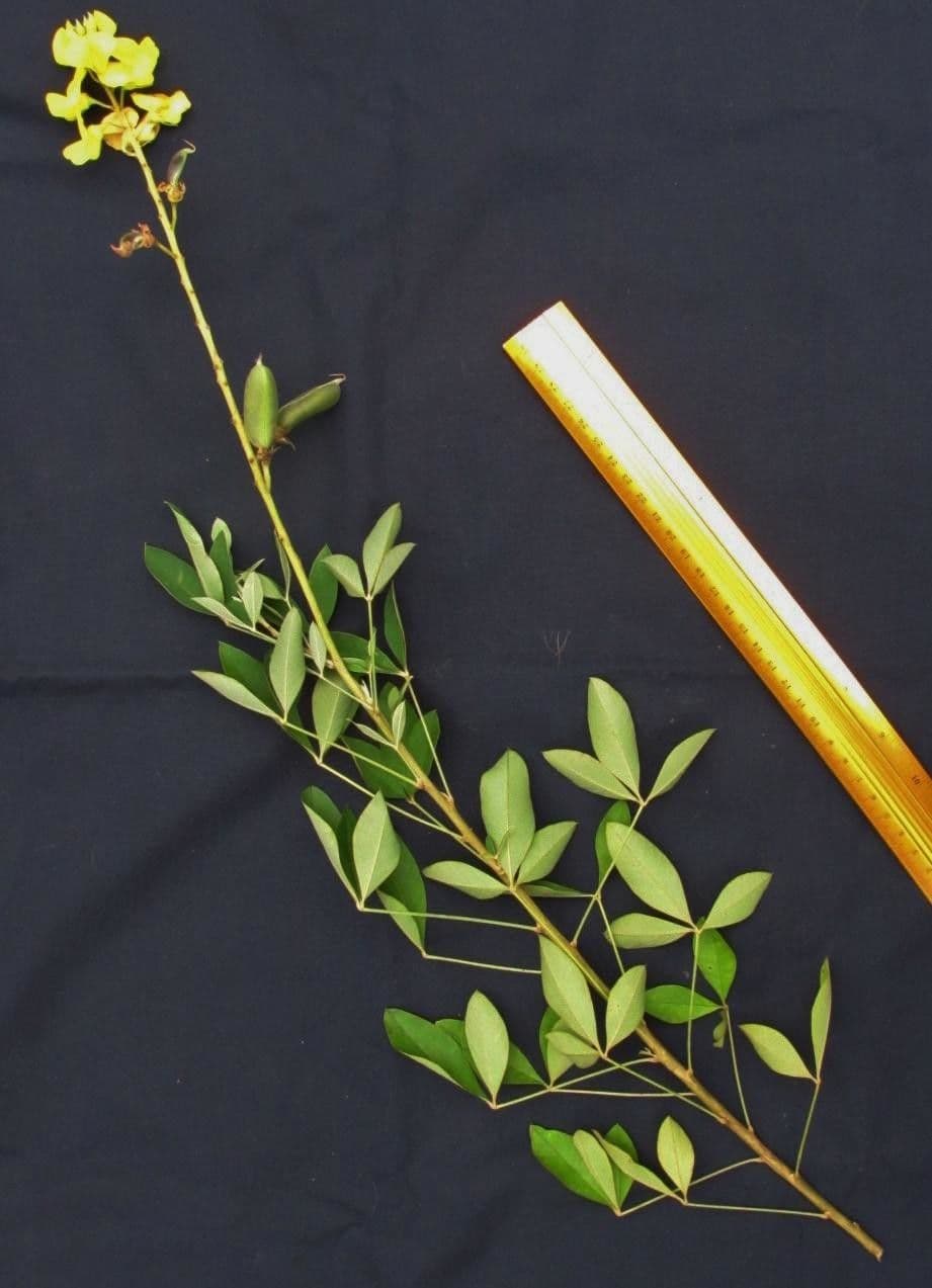 Crotalaria 23