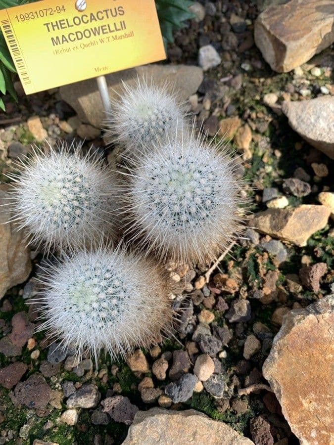 Cactus 2