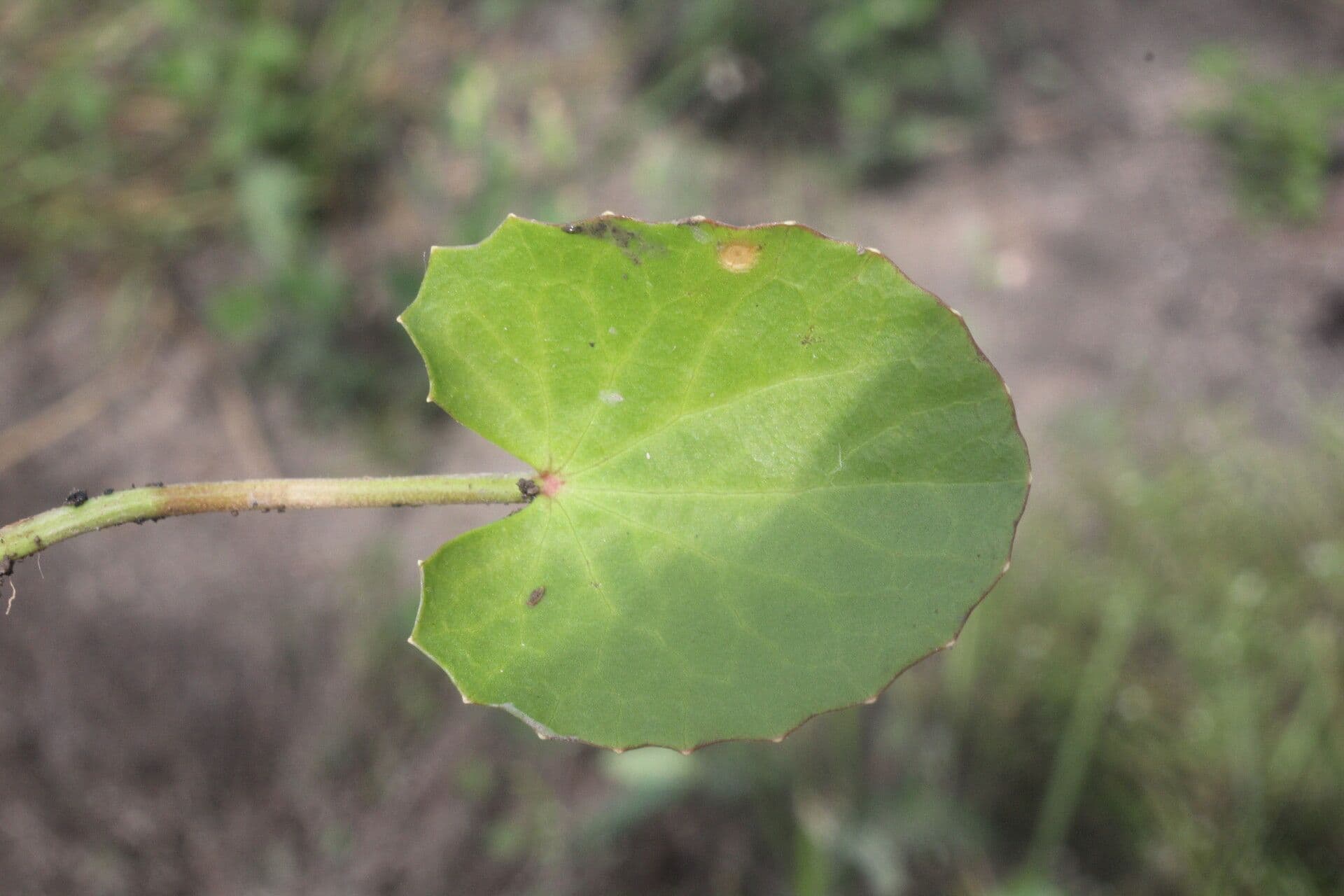 Centella erecta 8