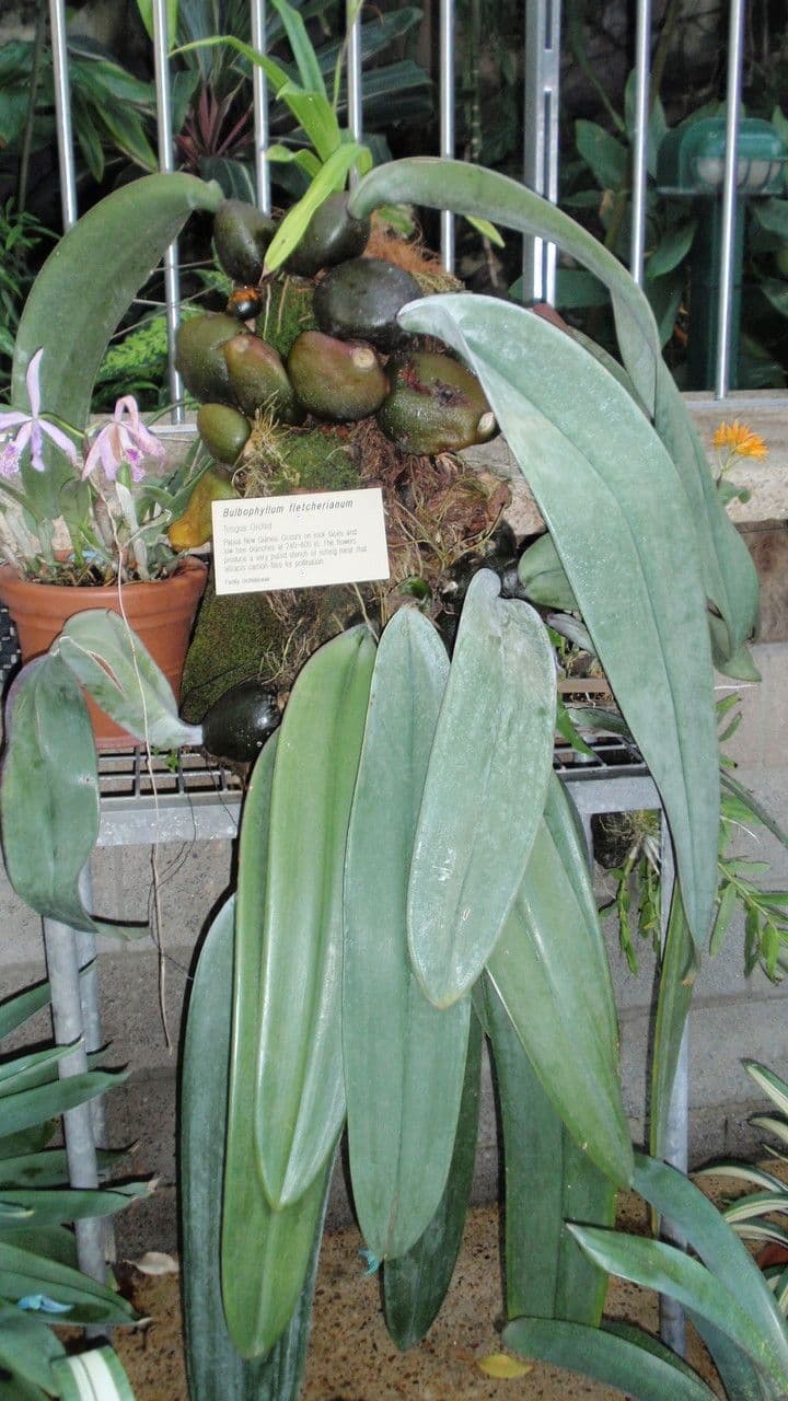 Bulbophyllum