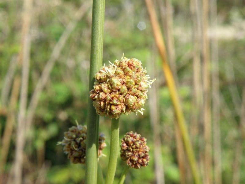 Kugelbinse 2