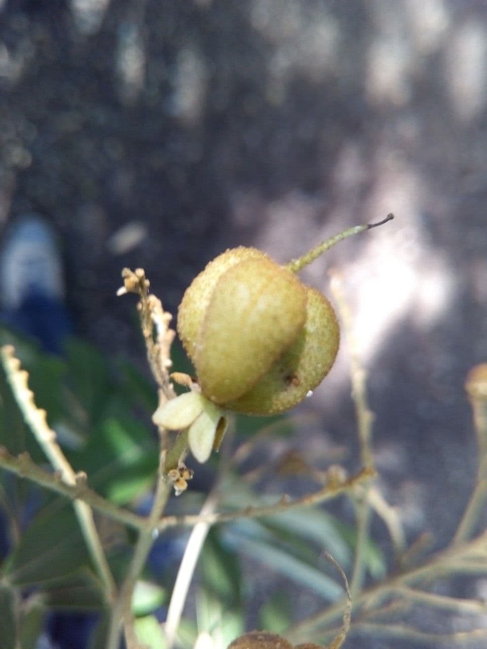 Cossinia pinnata 5
