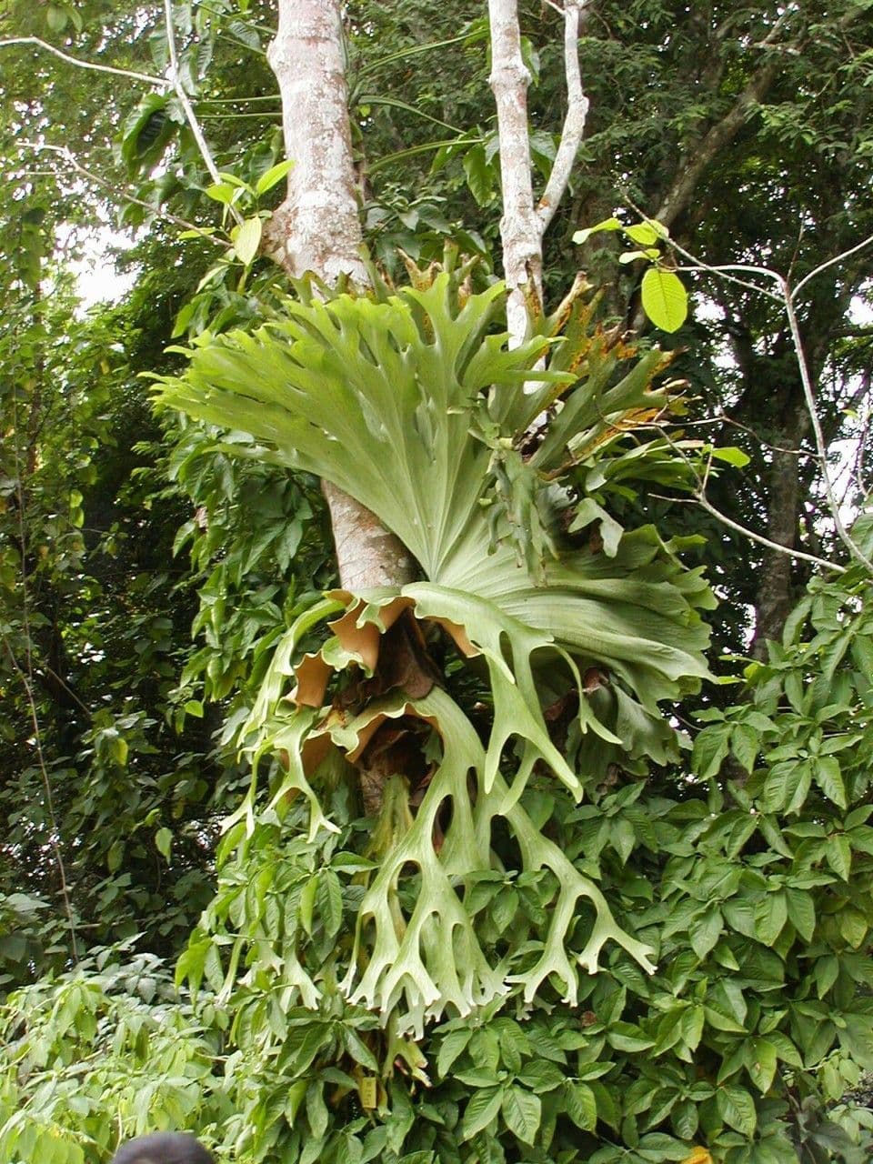 Geweihfarn 3