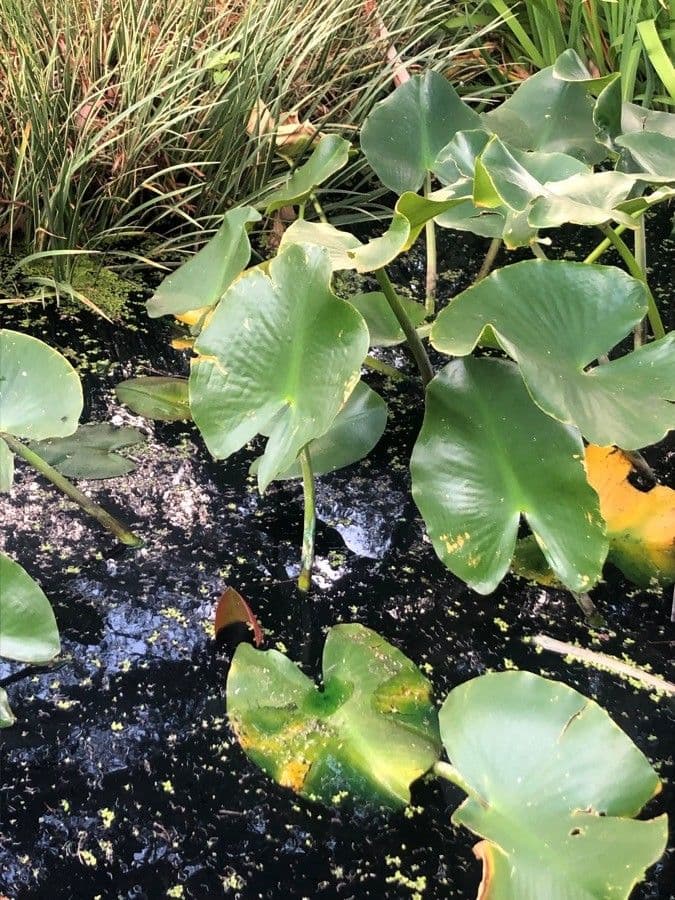 Nuphar polysepala 2