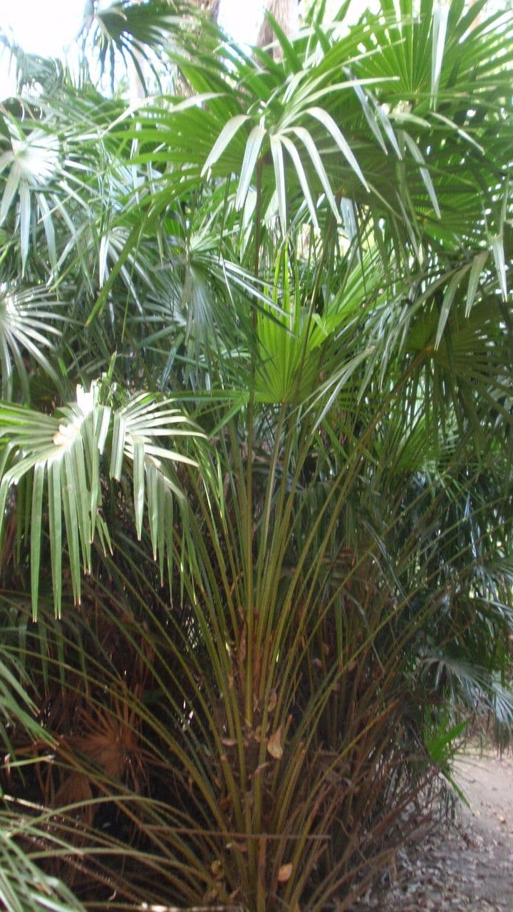 Palma de repollo 5