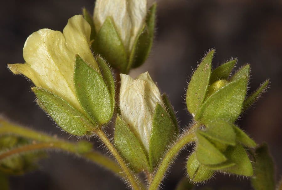 Emmenanthe penduliflora 2