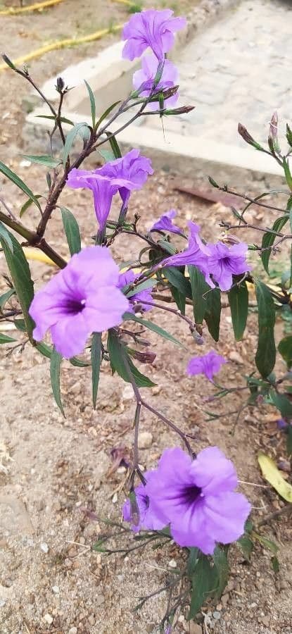 Ruellia simplex 7