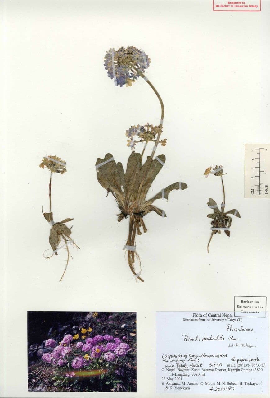 Primula denticolata 18