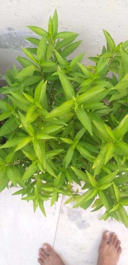 Deutzia gracilis 19
