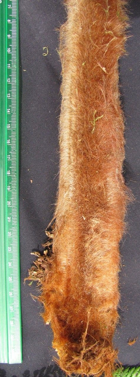 Lophosoria quadripinnata 2