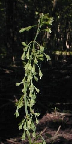 Rumice verticillata