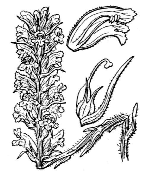 Orobanche sanguigna 17