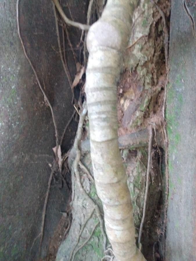 Monstera péřodílná 6