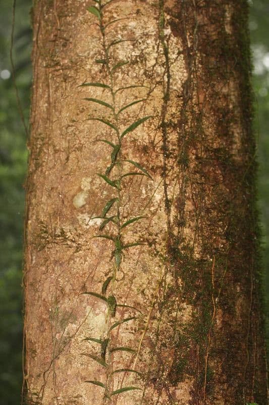Vochysia