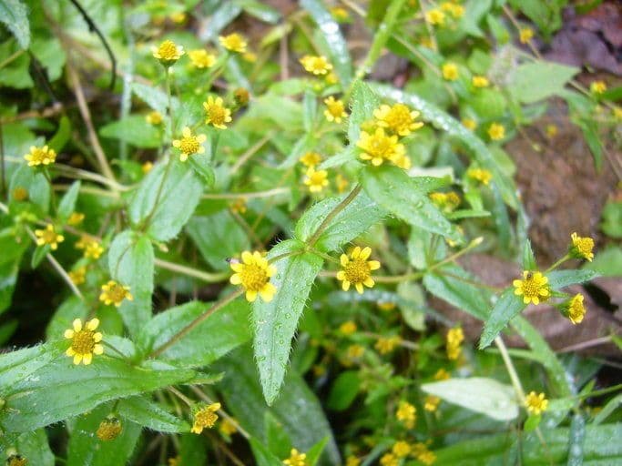 Jaegeria hirsuta