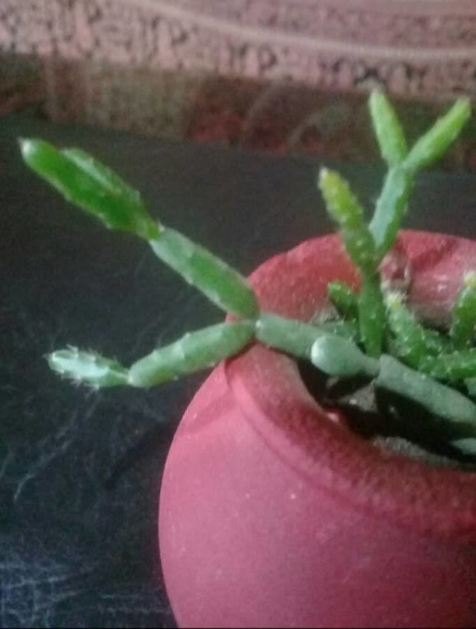 Rhipsalis 5