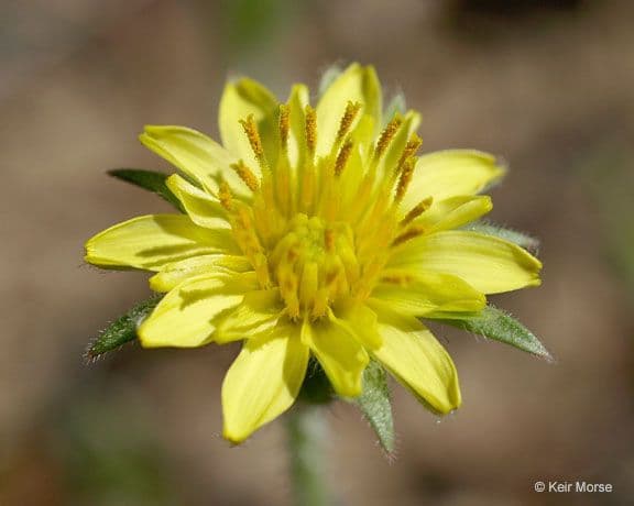 Agoseris annuale 8
