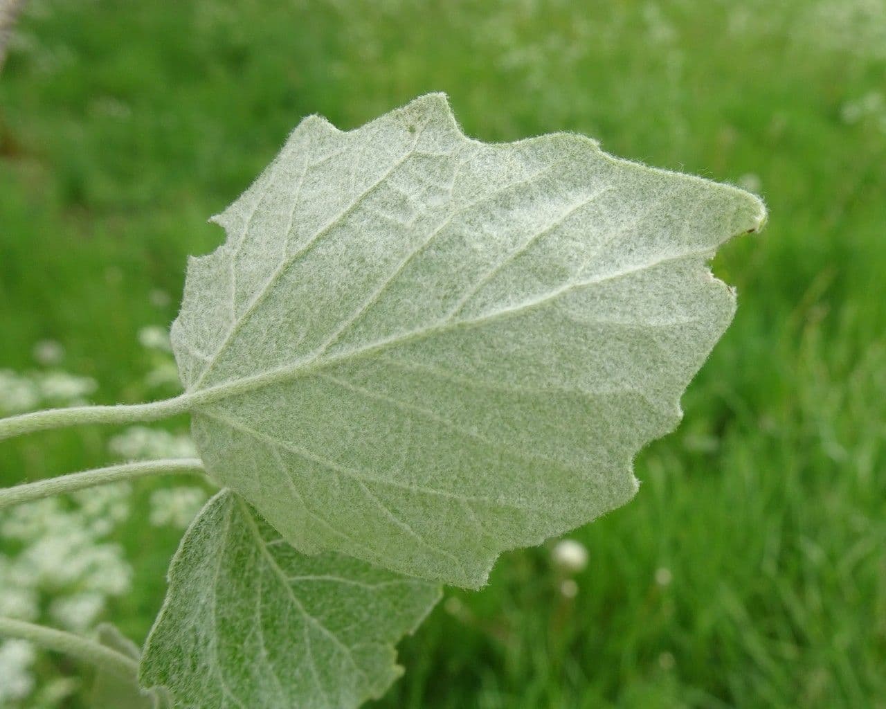 Silberpappel 16