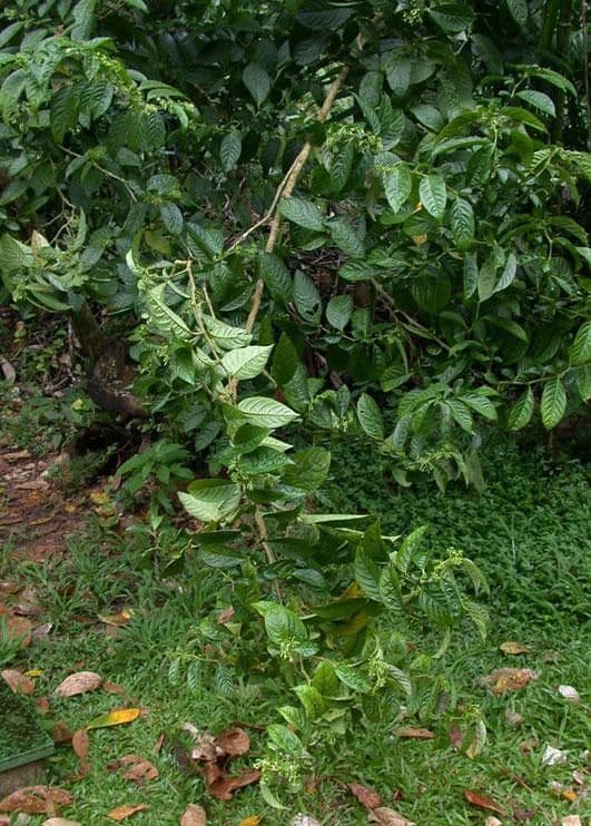 Cuatresia 5