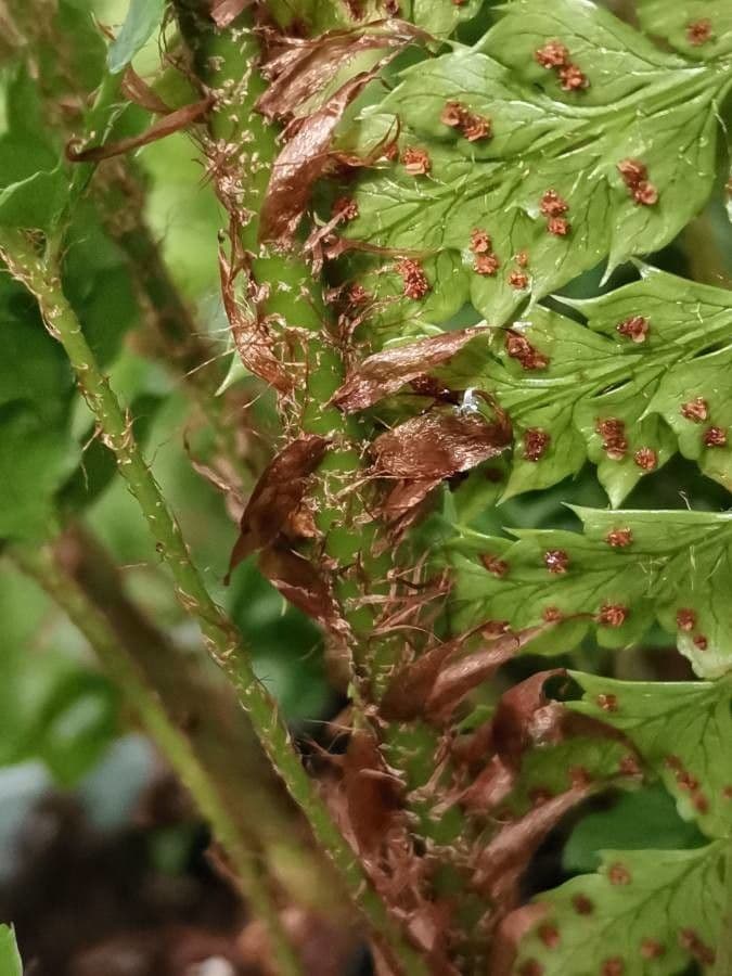 Polystichum polyblepharum 18