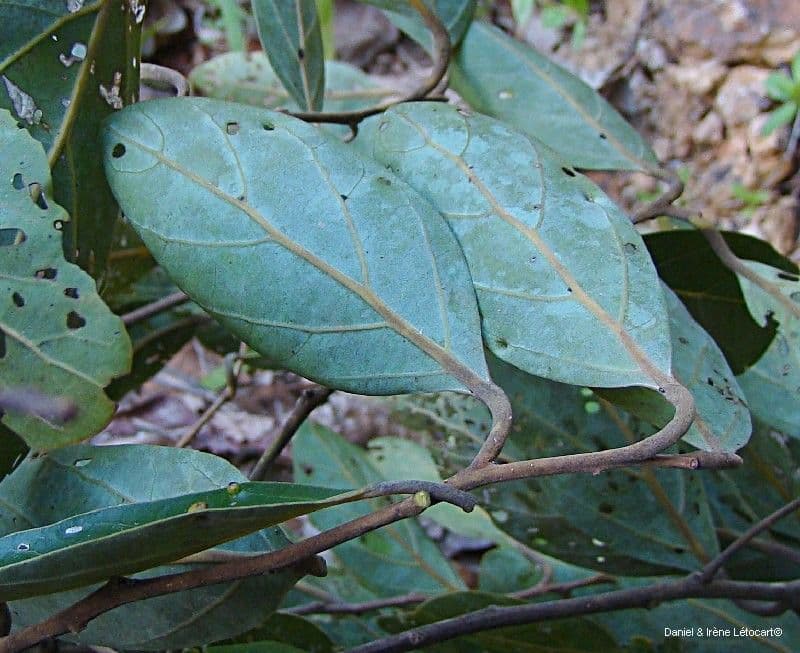 Cryptocarya 2